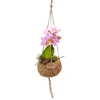 Kokodama Phalaenopsis (L) Náhled obrázku produktu 3
