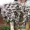 A wall covered in blooming pink clematis flowers, with a decorative stone pillar and a terracotta pot in the foreground. Produktbild-Vorschau