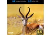 A split image showing a comparison between 1080p and 4K resolution, featuring a gazelle in a grassy field. Produktbild-Vorschau
