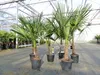 Trachycarpus fortunei 130 - 150 cm Palme Hanfpalme, Produktbild-Vorschau 6