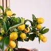 Calamondinorange - Citrofortunella microcarpa - Höhe ca. 46 Produktbild-Vorschau 4