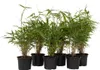 Fargesia rdzawa - 6 szt - Fargesia rufa - Wysokość 25-40cm Podgląd zdjęcia produktu 1