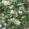 2 x Heckenkirsche - Lonicera fragrantissima | 40-50 cm v Náhled obrázku produktu 2