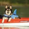 Nobby Schwimmhilfe Sharki Hundeschwimmhilfe Hellblau XS / Produktbild-Vorschau 2