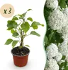 Hydrangea arborescens Annabelle - Hortensja - Odporna - Podgląd zdjęcia produktu 1