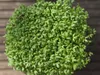 MPSEEDS Řeřicha semínka k nakličování 10 g Náhled obrázku produktu 2