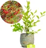 A potted plant with green leaves and red berries, shown next to a close-up inset of the berries on branches. Produktbild-Vorschau
