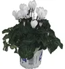 Alpenveilchen Patio Mix FloraSelf Cyclamen persicum Ø 10/11 Produktbild-Vorschau 3