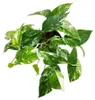 Bielopruhovaný brečtan – Epipremnum variegata – Scindapsus Náhľad obrázku produktu 2