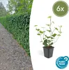 Irský brectan velkolistý (Hedera hibernica) - popínavá Náhľad obrázku produktu 2