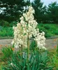 Yucca filamentosa, Palmlilie, 40–60 cm Produktbild-Vorschau 7