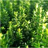Plants by Frank | 60 Japanischer Spindelstrauch Pflanzen | Produktbild-Vorschau 3