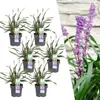Lilientraube 'Ingwersen' 6x - Ø 14 cm - ↨ 25 cm Produktbild-Vorschau 1