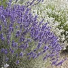 Sadzonki lawendy – Lavandula angustifolia 'Hidcote' – Podgląd zdjęcia produktu 6