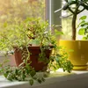 Relaxdays Tonspitzen Bewässerung, 4er Set, Wasserspender Produktbild-Vorschau 2