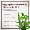 Aquarium Pflanze Hygrophila Siamensis 53B Wasserpflanzen Produktbild-Vorschau 2