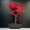 Bonsai - Bonsai baum Japanischer Fächerahorn - Acer (Ahorn) Produktbild-Vorschau 1