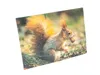 3 D Ansichtskarte Eichhörnchen, Postkarte Wackelkarte Produktbild-Vorschau 2