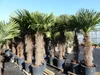 XXXXL 260 - 300 cm Trachycarpus fortunei 120 cm Stamm Produktbild-Vorschau 1