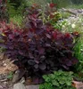 Perückenstrauch ´ROYAL PURPLE´ 40-50 cm, Cont. 2,5 l Produktbild-Vorschau 6