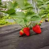 Unkrautvlies für Garten, Atmungsaktive Wachstumsmatte, Produktbild-Vorschau 7