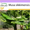 SAFLAX - Darjeeling – banán - Musa sikkimensis - 5 Semená Náhľad obrázku produktu 6