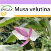 SAFLAX - kenský banán - Musa velutina - 8 Semená Náhľad obrázku produktu 9
