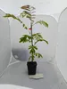 Lot de 4 plants d'Albizia julibrissin 'Rosea' (Arbre de Voir les images du produit 2