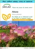 SAFLAX Ensemble-cadeau - Albizia - 50 graines - Albizia Voir les images du produit 1