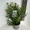 Escallonia 'Iveyi' - Arbusto andino | 50-60 cm in vaso Anteprima dell’immagine prodotto 1