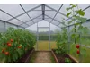 Polycarbonat Gewächshaus „Victoria“ 3x8m aus Stahl, mit 6mm Produktbild-Vorschau 5