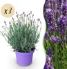 Lavandula angustifolia Munstead - lawenda - mrozoodporna - Podgląd zdjęcia produktu 1