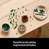 Dracena sandera Podgląd zdjęcia produktu 49