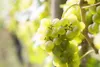 2 x Weintrauben Phönix + Vanessa rot grün kernarm Weinreben Produktbild-Vorschau 2