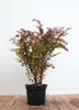 Rote Heckenberberitze Atropurpurea 60-80 cm, im Topf - Produktbild-Vorschau 1