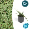 Půdopokryvné rostliny - Cotoneaster prostratus 'Queen of Náhled obrázku produktu 1