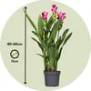 Tulipe siamoise - Curcuma 'Siam Splash' - Rose - H40-60cm - Voir les images du produit 2