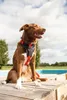 Beeztees Parinca Premium Y-Geschirr - Hundegeschirr - Nylon Produktbild-Vorschau 8