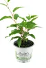 Enseleits Mini Kiwi 2 Pflanzen im Set (Actinidia arguta), Produktbild-Vorschau 2