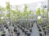 Rows of young trees in pots inside a greenhouse. Produktbild-Vorschau