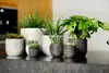 A collection of potted plants on a dark surface, with a blurred background. Produktbild-Vorschau