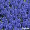100 cibuliek Muscari Armeniacum (XXL veľkosť cibule 9/10 Náhľad obrázku produktu 3