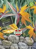 SPERLI Strelitziensamen Strelitzia reginae 5 Pflanzen Produktbild-Vorschau 2