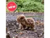 Capybara Animigos plyšová hračka Náhľad obrázku produktu 6