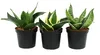 Sansevieria trifaciata hahnii - 3 rôzne rastliny v 9 cm Náhled obrázku produktu 1