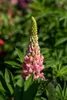 A close-up of a pink lupine flower with green foliage in the background. Produktbild-Vorschau