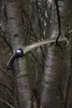 Piła do drzew SILKY Sugoi 360 mm | piła łukowa 6,5 ZpZ Podgląd zdjęcia produktu 11