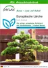 SAFLAX - Europäische Lärche - Larix decidua - 75 Samen - Produktbild-Vorschau 1