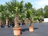 2 Stück im Palmenset Trachycarpus fortunei dicke Stämme 200 Produktbild-Vorschau 4