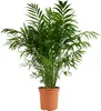 Bloomique - Chamaedorea Elegans - Palmier nain mexicain - Voir les images du produit 1